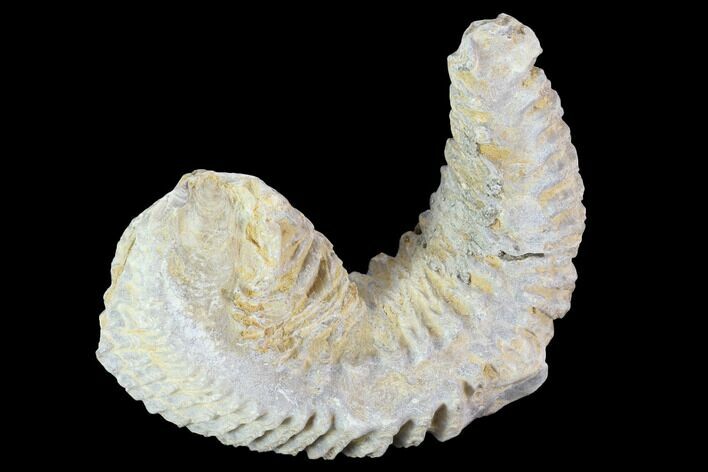 Cretaceous Fossil Oyster (Rastellum) - Madagascar #100347